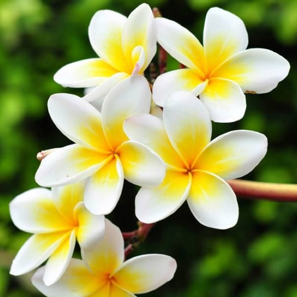 Meet your Posher, Abbi